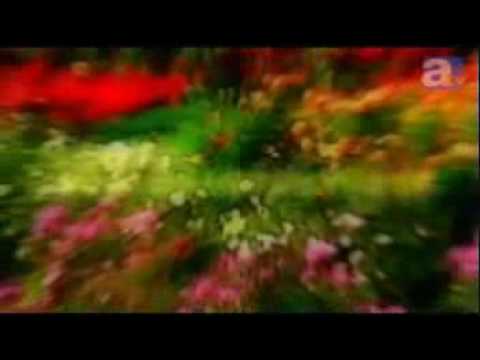 Трейлер PV1